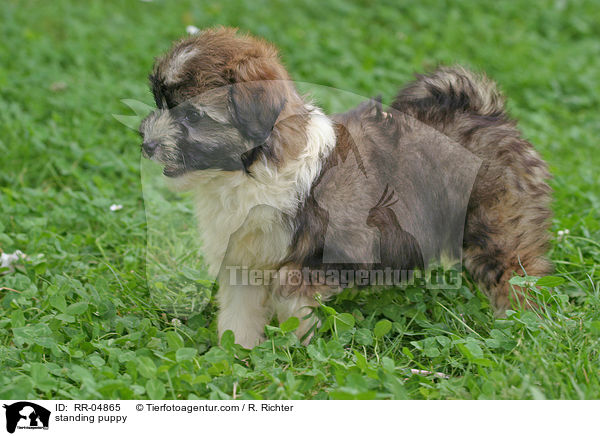 Lwchenwelpe im Stand / standing puppy / RR-04865