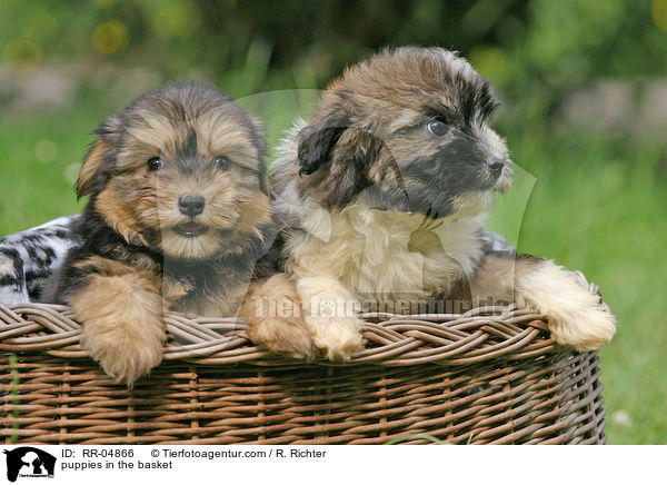 Lwchenwelpen im Krbchen / puppies in the basket / RR-04866