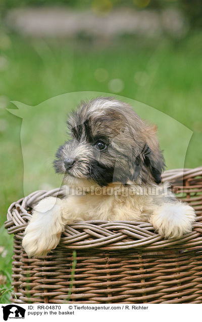 Lwchen Welpe im Krbchen / puppy in the basket / RR-04870