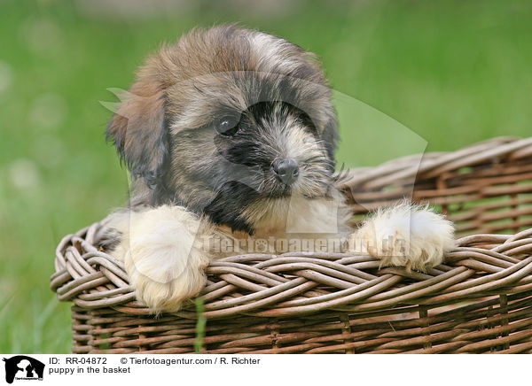 Lwchen Welpe im Krbchen / puppy in the basket / RR-04872