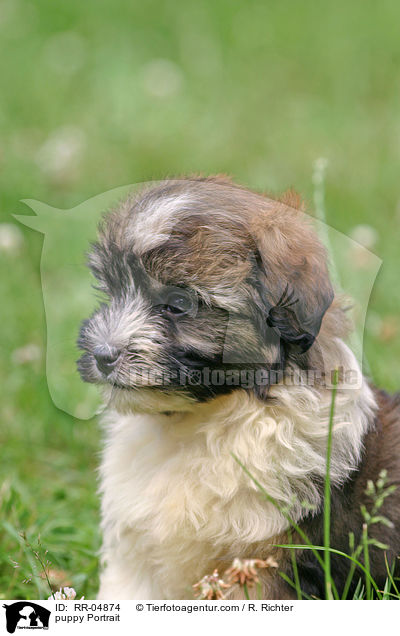 Lwchen Welpe / puppy Portrait / RR-04874
