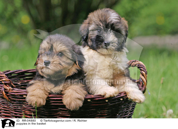 Lwchen Welpen im Krbchen / puppies in the basket / RR-04880