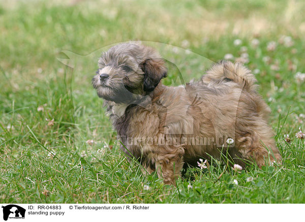 stehender Lwchen Welpe / standing puppy / RR-04883