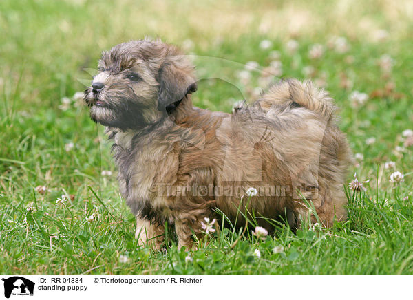 stehender Lwchen Welpe / standing puppy / RR-04884