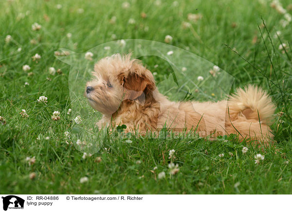 liegender Lwchen Welpe / lying puppy / RR-04886