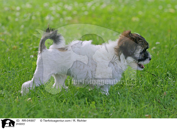 Lwchen Welpe / puppy / RR-04887