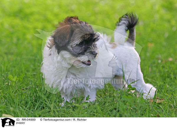 Lwchen Welpe / puppy / RR-04889