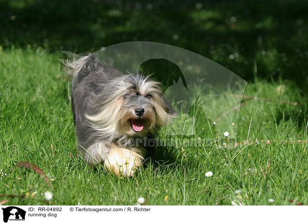 running dog / RR-04892