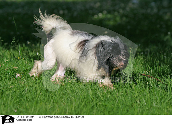 running dog / RR-04894