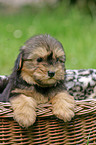 puppy in the basket