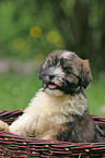 puppy in the basket