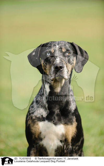 Lousiana Catahoula Leopard Dog Portrait / Lousiana Catahoula Leopard Dog Portrait / YJ-01610