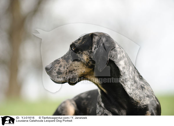 Lousiana Catahoula Leopard Dog Portrait / YJ-01616