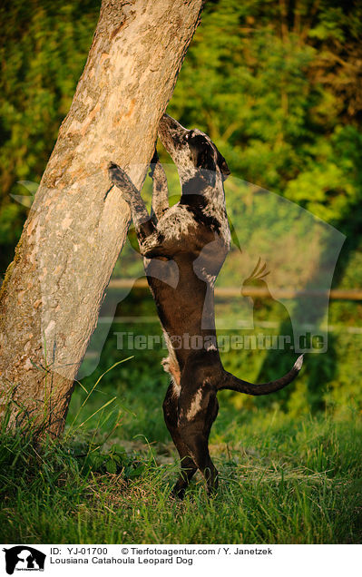 Lousiana Catahoula Leopard Dog / Lousiana Catahoula Leopard Dog / YJ-01700