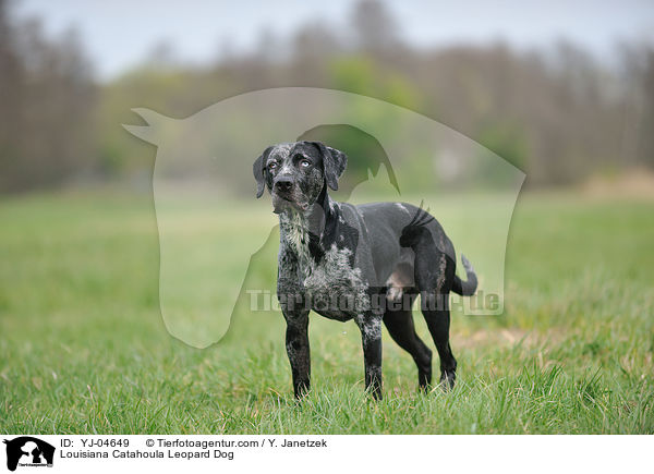 Louisiana Catahoula Leopard Dog / YJ-04649