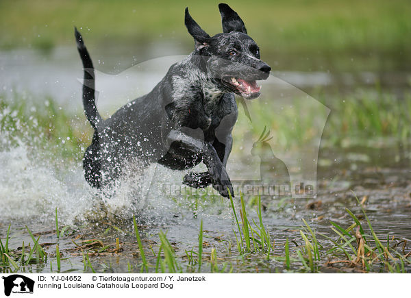 running Louisiana Catahoula Leopard Dog / YJ-04652