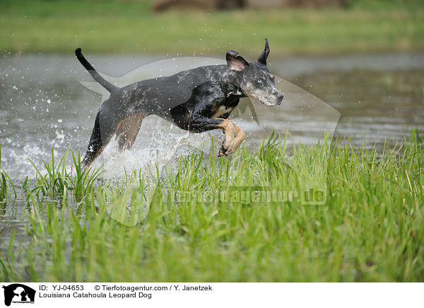 Louisiana Catahoula Leopard Dog / YJ-04653