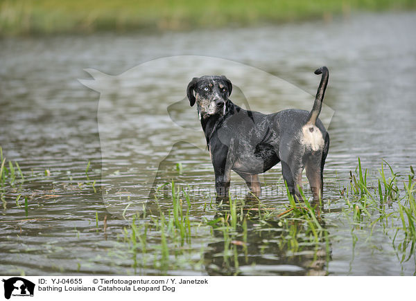 badender Louisiana Catahoula Leopard Dog / bathing Louisiana Catahoula Leopard Dog / YJ-04655