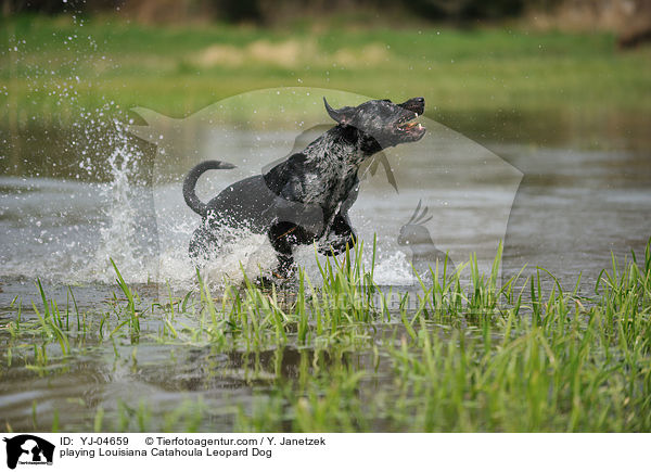 spielender Louisiana Catahoula Leopard Dog / playing Louisiana Catahoula Leopard Dog / YJ-04659