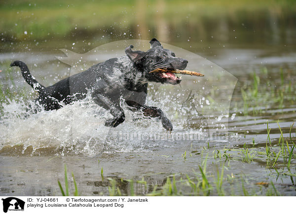 playing Louisiana Catahoula Leopard Dog / YJ-04661