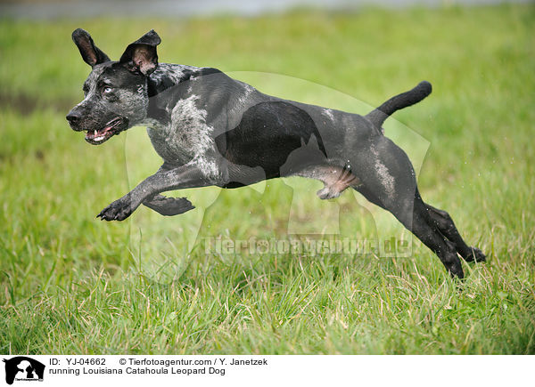 running Louisiana Catahoula Leopard Dog / YJ-04662