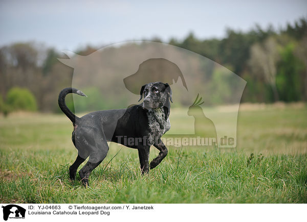 Louisiana Catahoula Leopard Dog / Louisiana Catahoula Leopard Dog / YJ-04663