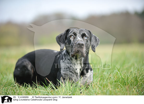 liegender Louisiana Catahoula Leopard Dog / lying Louisiana Catahoula Leopard Dog / YJ-04669
