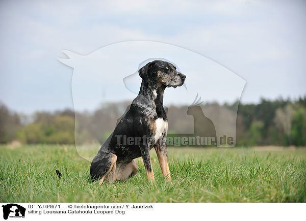 sitzender Louisiana Catahoula Leopard Dog / sitting Louisiana Catahoula Leopard Dog / YJ-04671