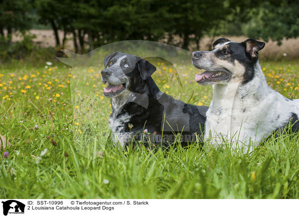 2 Louisiana Catahoula Leopard Dogs / SST-10996