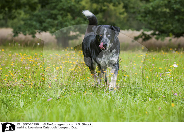 walking Louisiana Catahoula Leopard Dog / SST-10998