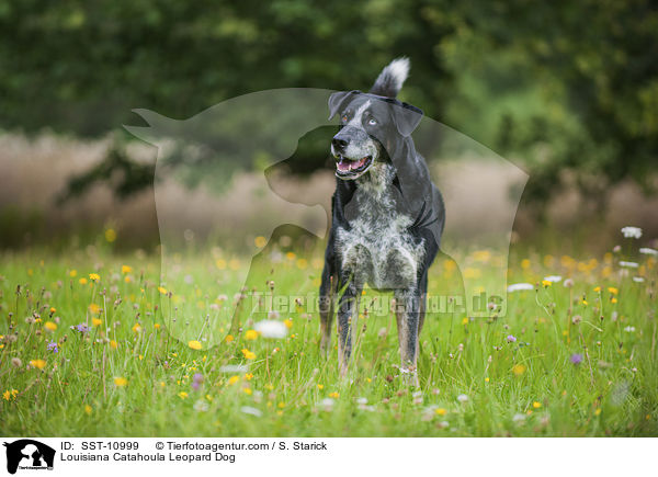 Louisiana Catahoula Leopard Dog / SST-10999