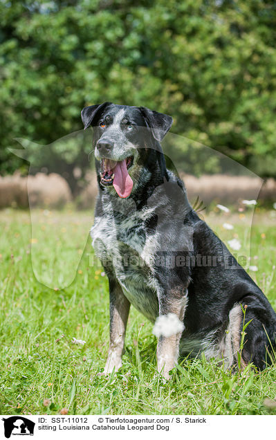 sitting Louisiana Catahoula Leopard Dog / SST-11012