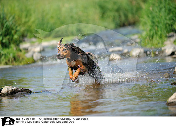 rennender Louisiana Catahoula Leopard Dog / running Louisiana Catahoula Leopard Dog / YJ-06715