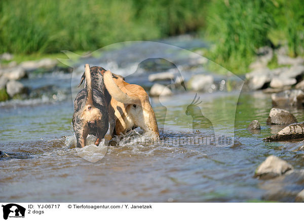 2 Hunde / 2 dogs / YJ-06717