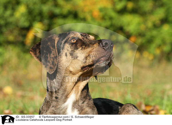 Louisiana Catahoula Leopard Dog Portrait / SS-33957