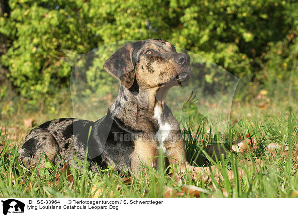 liegender Louisiana Catahoula Leopard Dog / lying Louisiana Catahoula Leopard Dog / SS-33964