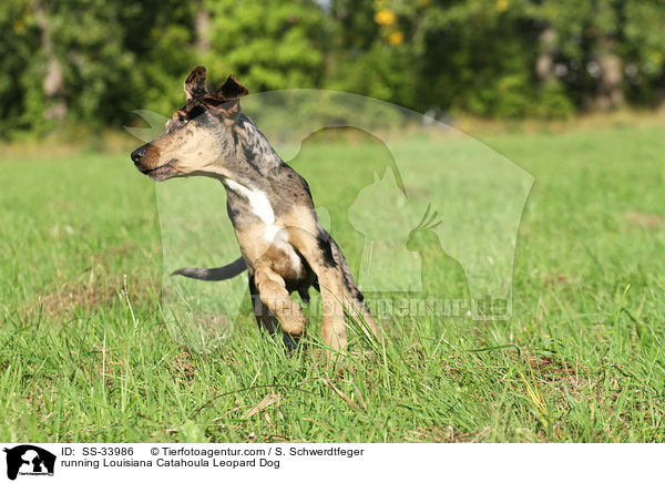running Louisiana Catahoula Leopard Dog / SS-33986