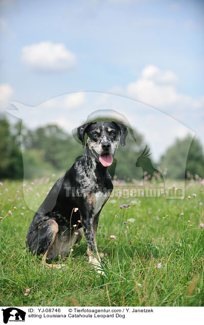 sitzender Louisiana Catahoula Leopard Dog / sitting Louisiana Catahoula Leopard Dog / YJ-08746