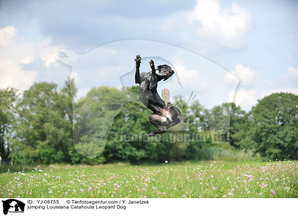 springender Louisiana Catahoula Leopard Dog / jumping Louisiana Catahoula Leopard Dog / YJ-08755