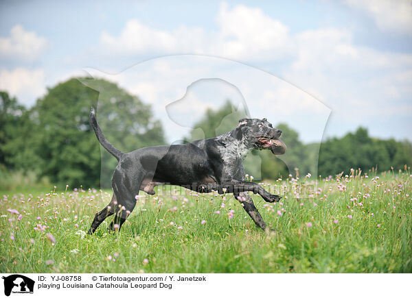 spielender Louisiana Catahoula Leopard Dog / playing Louisiana Catahoula Leopard Dog / YJ-08758