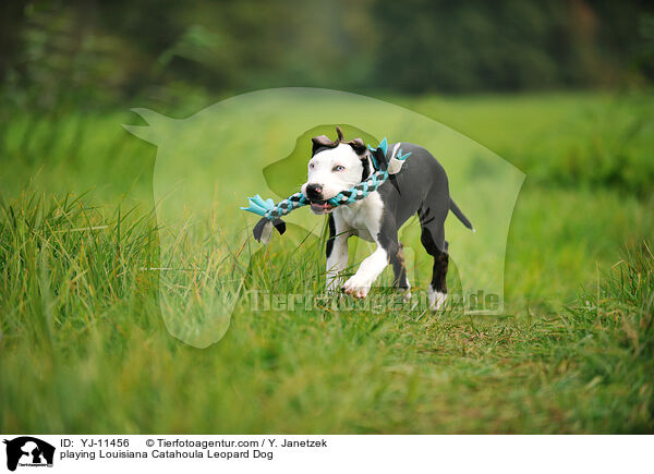 spielender Louisiana Catahoula Leopard Dog / playing Louisiana Catahoula Leopard Dog / YJ-11456