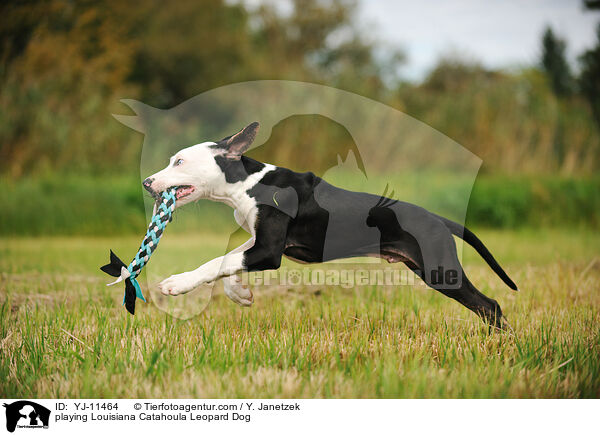 spielender Louisiana Catahoula Leopard Dog / playing Louisiana Catahoula Leopard Dog / YJ-11464