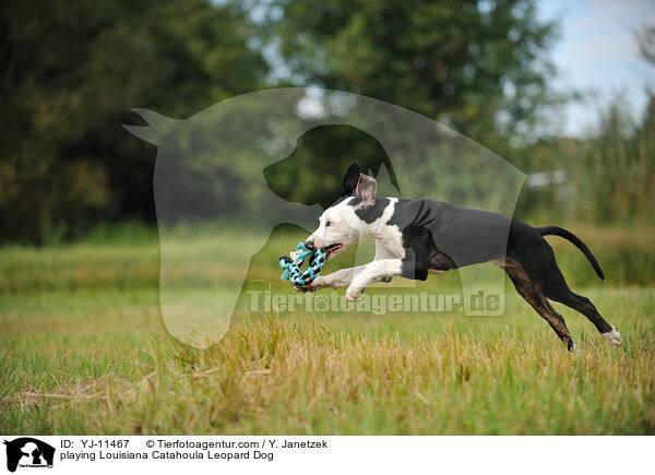 spielender Louisiana Catahoula Leopard Dog / playing Louisiana Catahoula Leopard Dog / YJ-11467