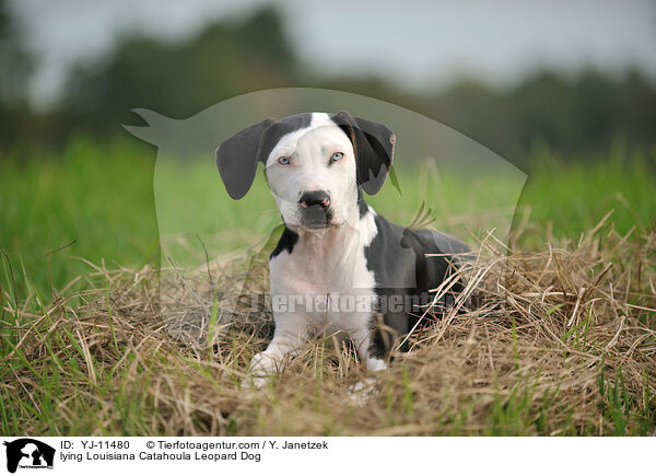 liegender Louisiana Catahoula Leopard Dog / lying Louisiana Catahoula Leopard Dog / YJ-11480