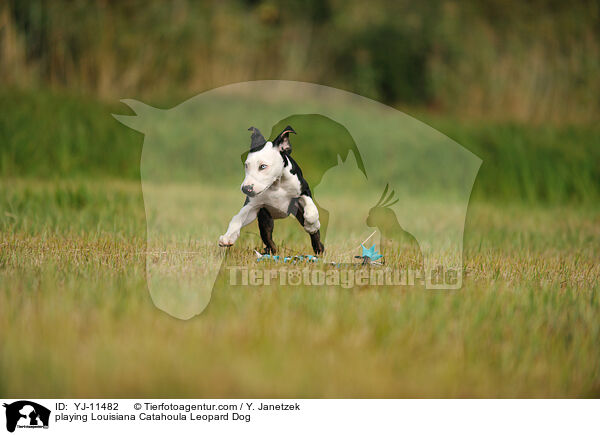 playing Louisiana Catahoula Leopard Dog / YJ-11482