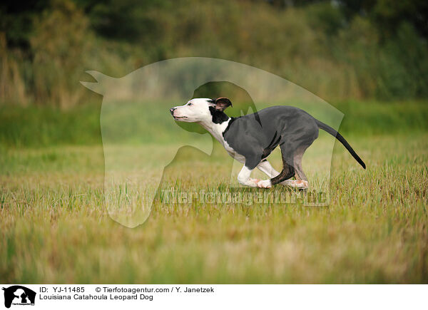Louisiana Catahoula Leopard Dog / YJ-11485