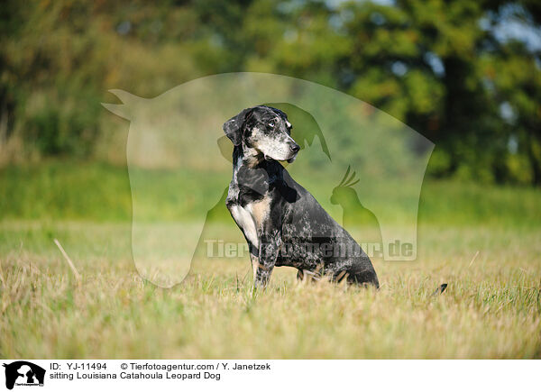 sitzender Louisiana Catahoula Leopard Dog / sitting Louisiana Catahoula Leopard Dog / YJ-11494