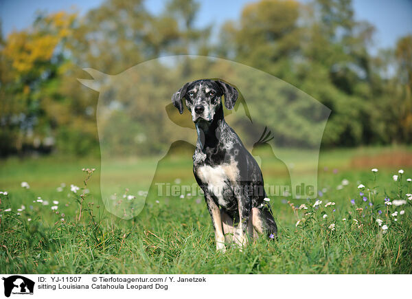 sitzender Louisiana Catahoula Leopard Dog / sitting Louisiana Catahoula Leopard Dog / YJ-11507