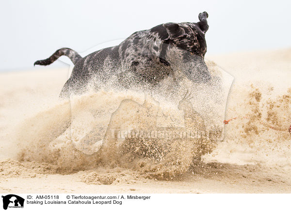 bremsender Louisiana Catahoula Leopard Dog / braking Louisiana Catahoula Leopard Dog / AM-05118