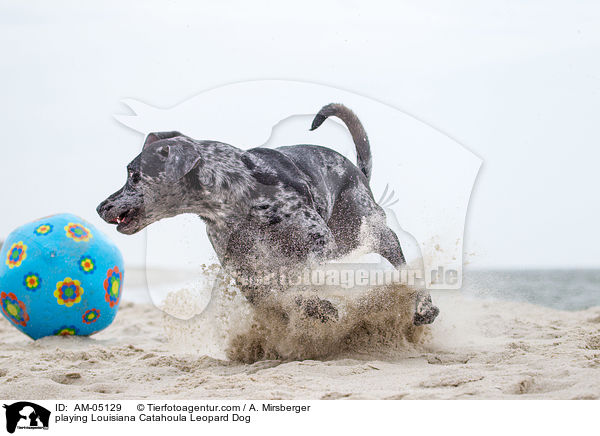 spielender Louisiana Catahoula Leopard Dog / playing Louisiana Catahoula Leopard Dog / AM-05129